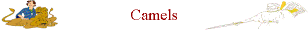 Camels