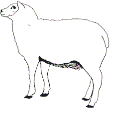 sheep.gif (4238 bytes)